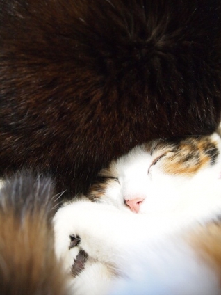 猫画像｜ロシアの帽子っぽい。