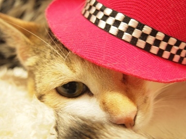 猫画像｜秋コレファッション。