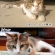 猫画像｜ビフォーアフター！