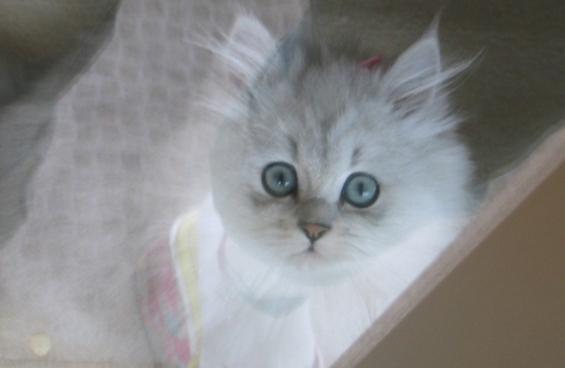 猫画像｜言葉のないぐらい素敵な瞳