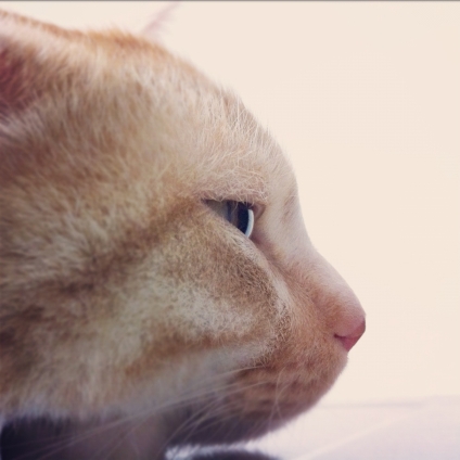 ネコジマン この横顔もかっこいいね 猫画像 猫写真の投稿サイト