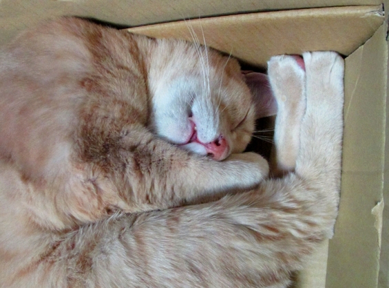 猫画像｜箱寝＾＾