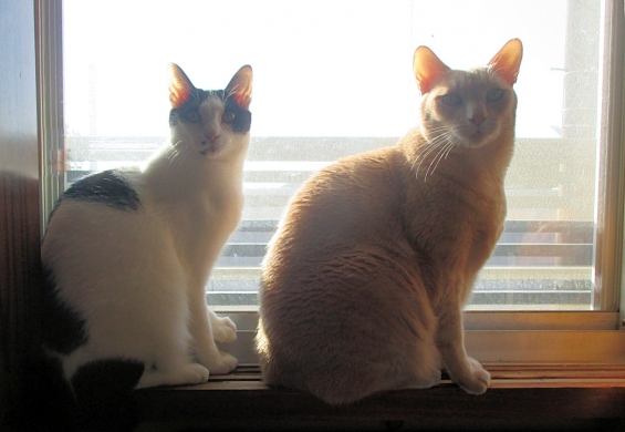 猫画像｜窓際の兄弟