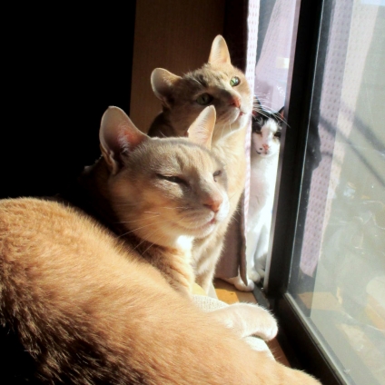猫画像｜窓際でひなたぼっこ