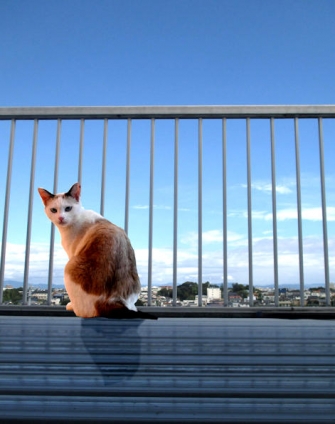 猫画像｜台風一過？　ベランダで外猫いた。^^