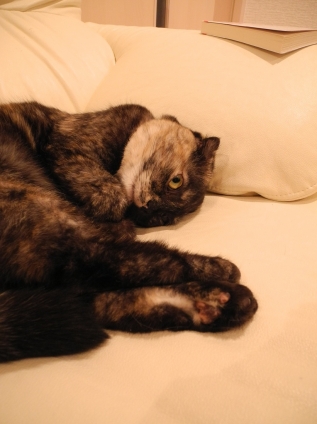 猫画像｜ソファでゴロン