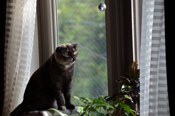 猫画像｜窓の外を見つめています