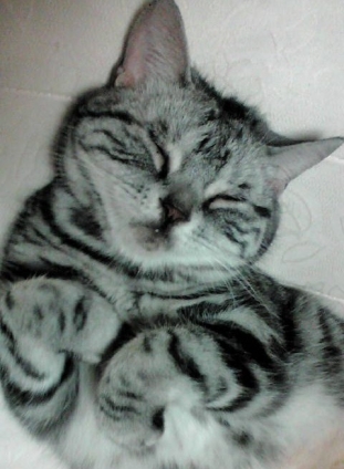 猫画像｜爆睡中！