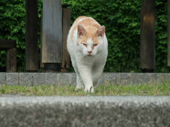 猫画像｜き、来た～～(・_・;)