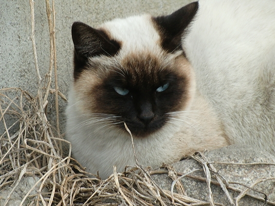 猫画像｜流し目