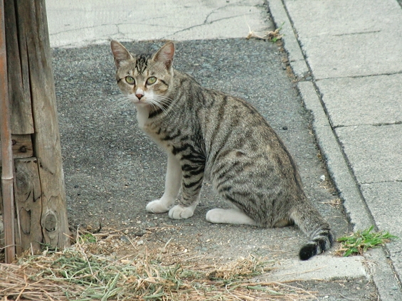 猫画像｜見事な額の模様！