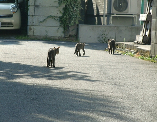 猫画像｜朝の散歩