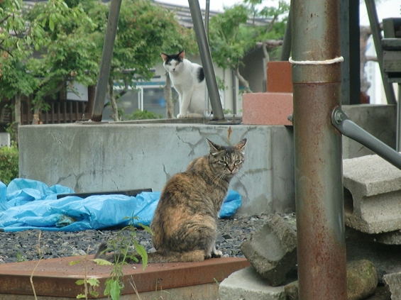 猫画像｜ギロッ！　ジロッ！