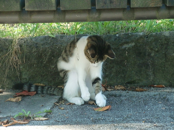 猫画像｜見事なグローブさばき！