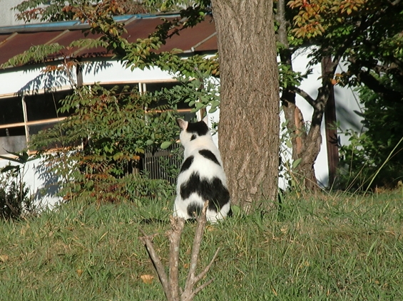 猫画像｜背中の模様が…