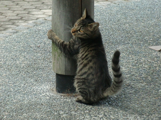 猫画像｜帰りたくな～い(&gt;_&lt;)