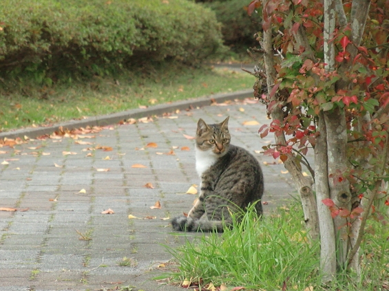 猫画像｜背後に気配が・・・