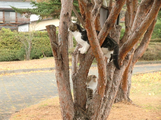 猫画像｜木登りごっこ