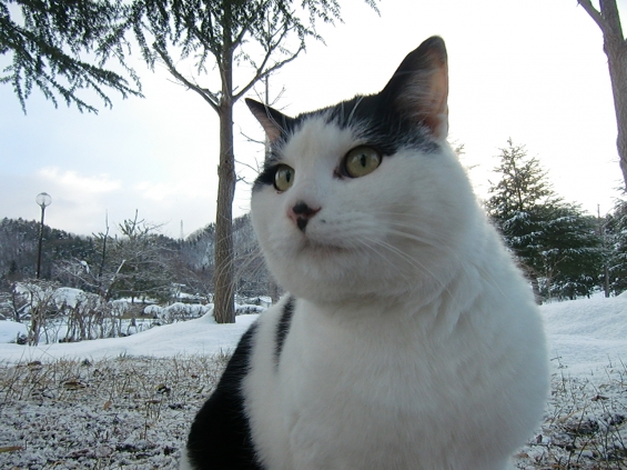 猫画像｜雪が多いねぇ～