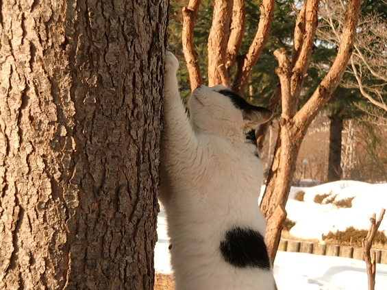 猫画像｜いい木だ！
