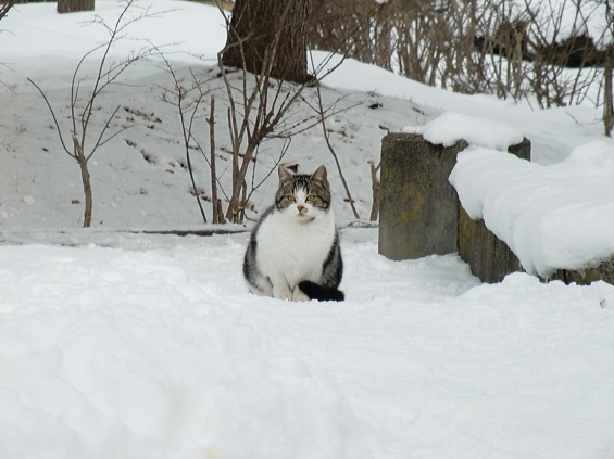 猫画像｜ようこそ、雪の国へ