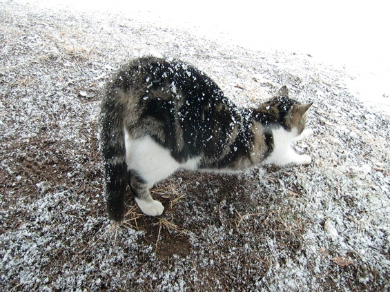 猫画像｜背中の雪とってぇ～