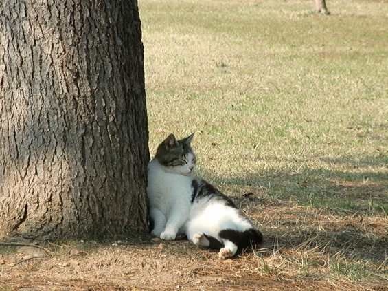 猫画像｜まったり♪