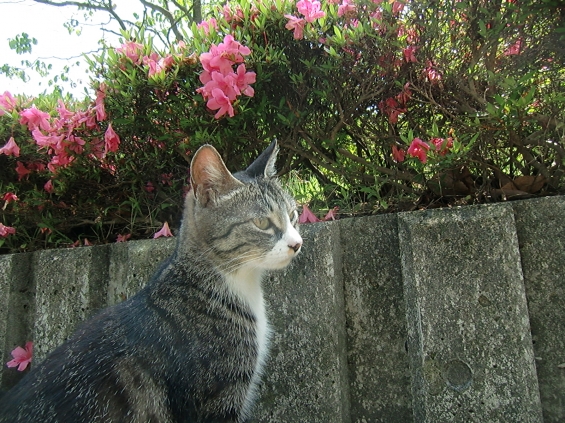 猫画像｜花とネコ