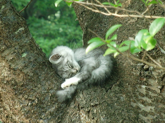 猫画像｜木の上でzzz・・・・