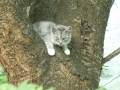 木登り猫♪