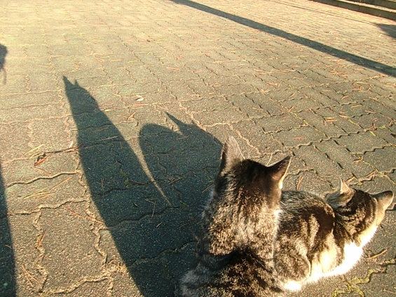 猫画像｜猫と影