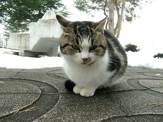 猫画像｜カメラ嫌なんですけど…