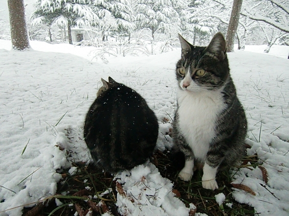 猫画像｜大雪にびっくりっ！