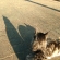猫と影