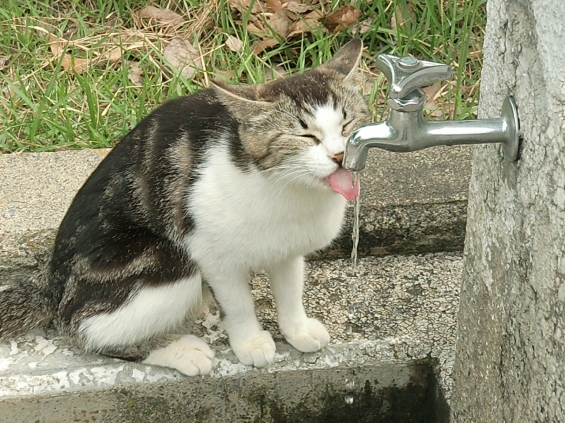 猫画像｜水分補給忘れずに！