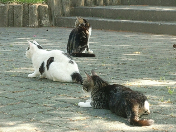 猫画像｜３猫３様