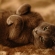猫画像｜Sleepin sleepin