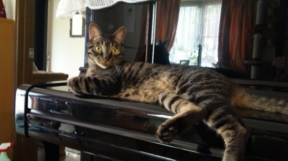猫画像｜ピアノの上で寝てましたが、何か？