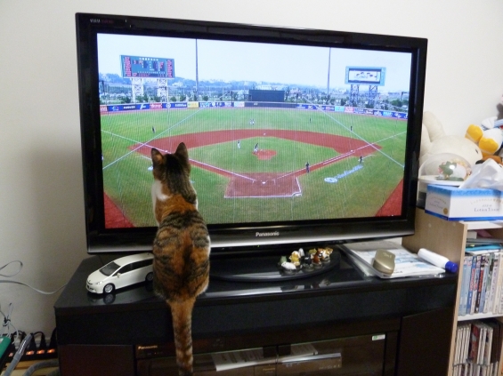 猫画像｜野球観戦