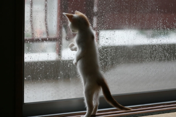 猫画像｜雨の日の猫。
