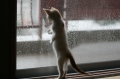 雨の日の猫。