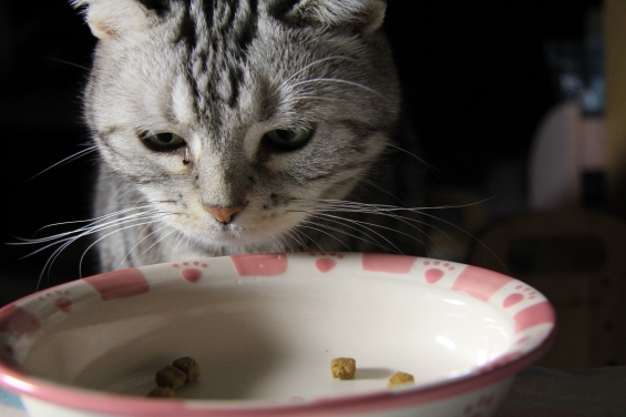 猫画像｜夜中にご飯の器を覗くメリル