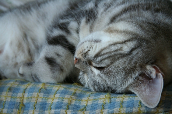 猫画像｜可愛い寝顔！でもホントは・・・