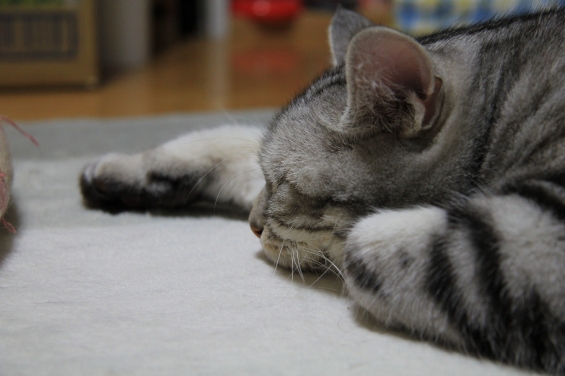 猫画像｜熟睡中のメリル