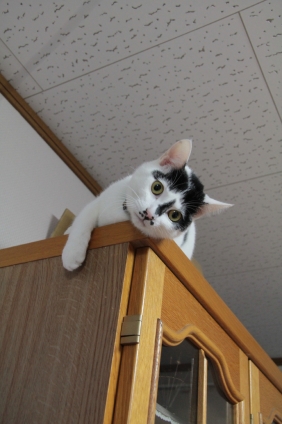猫画像｜食器棚の上が大好き！