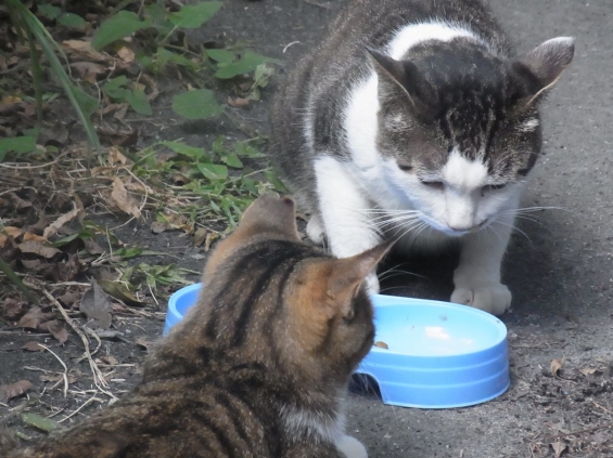 猫画像｜しょうがないな〜。