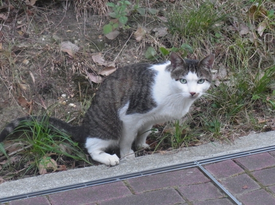 猫画像｜トイレ中です