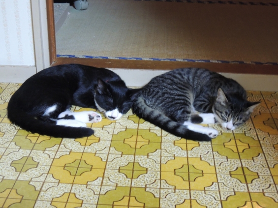 猫画像｜シンクロ寝