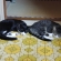 猫画像｜シンクロ寝