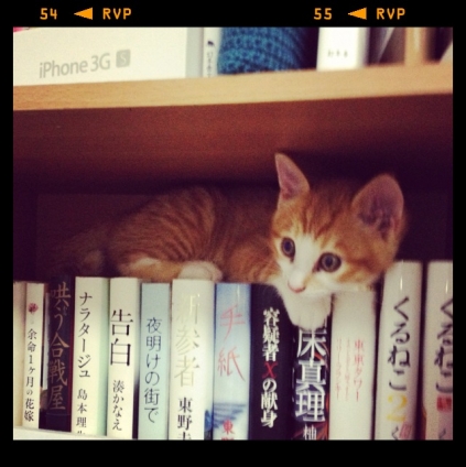 猫画像｜本棚に潜む姫